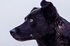 pet-17