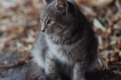 GATTI