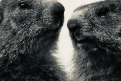15 GIUGNO 2018 MARMOTTE  FOTO DI ZARRA CHRISTIAN