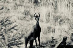 8 SETTEMBRE 2018 LOC. CROSIASSE VAL D'ALA CAMOSCIO FOTO DI ZARRA CHRISTIAN