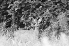 18 GIUGNO 2019 LOC. BARATOGNA VAL CERONDA CAPRIOLO  FOTO   DI ZARRA CHRISTIAN