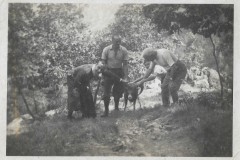 INTRODUZIONE MUFLONI 2