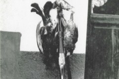 CARNIERE DI TIPICA FAUNA ALPINA